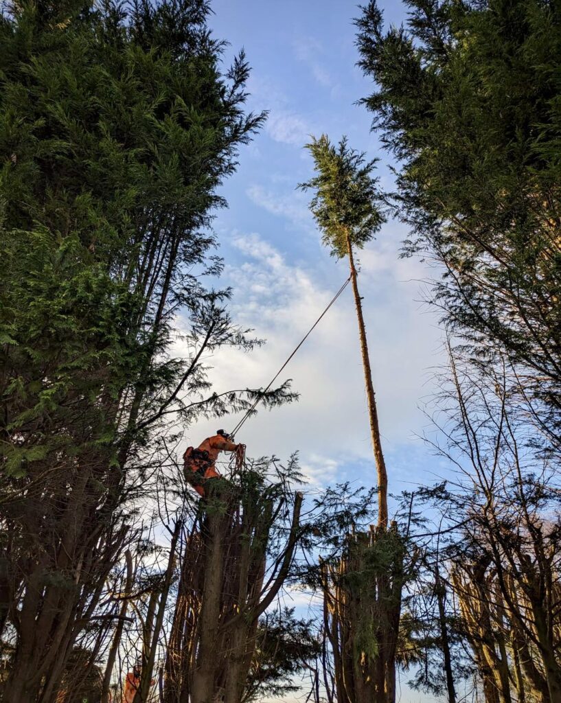Tree Felling in Rotherham